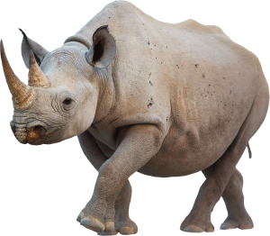 Rhino PNG-24796